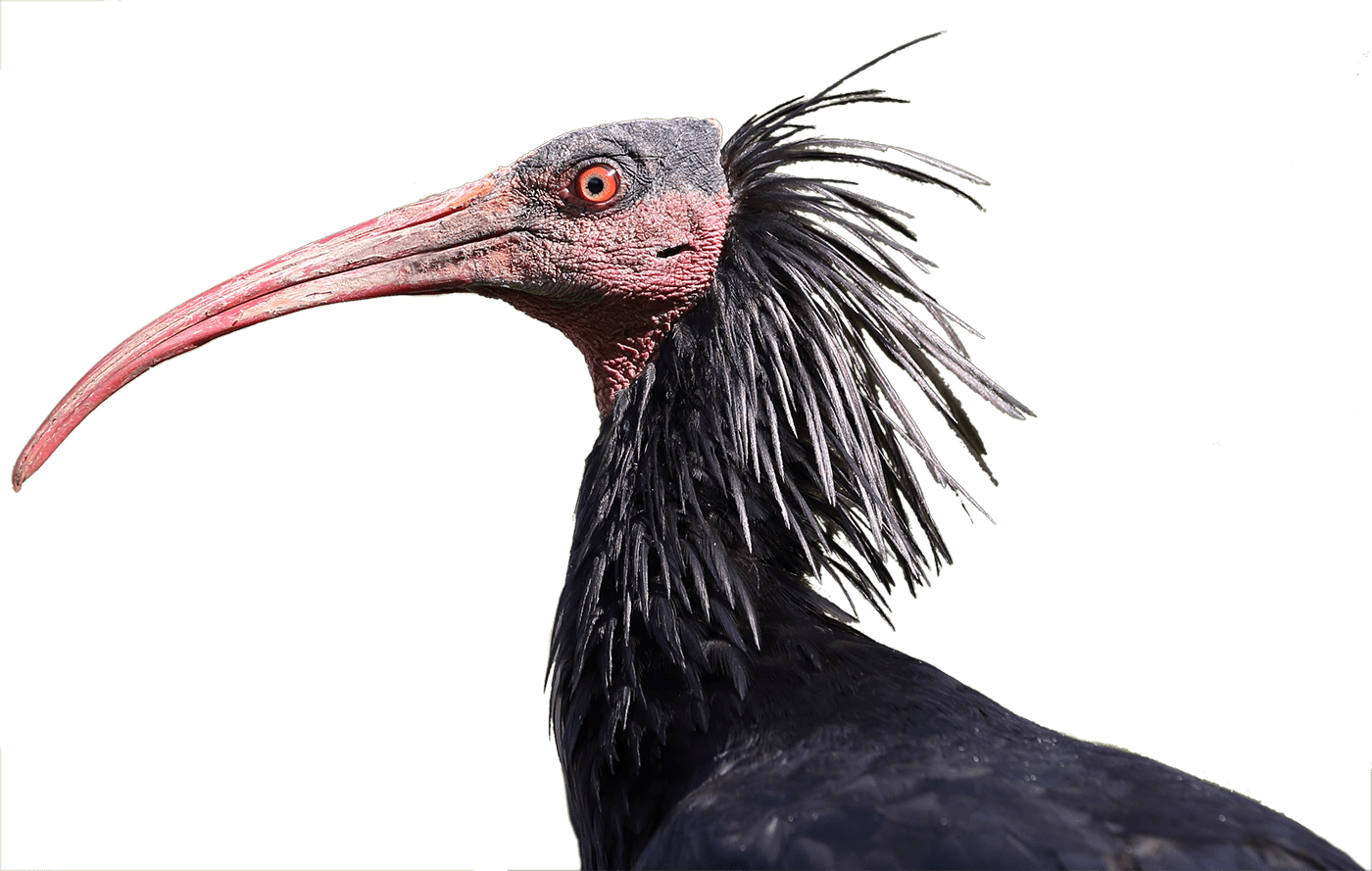 Waldrapp. Ein Vogel mit sehr langem, rotem und spitzem Schnabel. Schwarzes Gefieder, das am Kopf absteht.